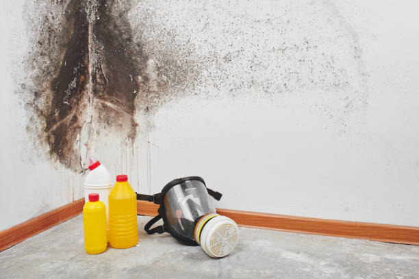 Best Attic Mold Remediation in Mountain Lake, MN