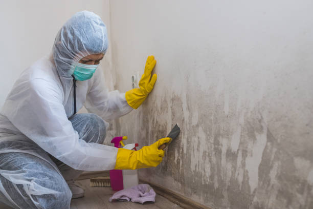 Best HVAC Mold Remediation in Mountain Lake, MN