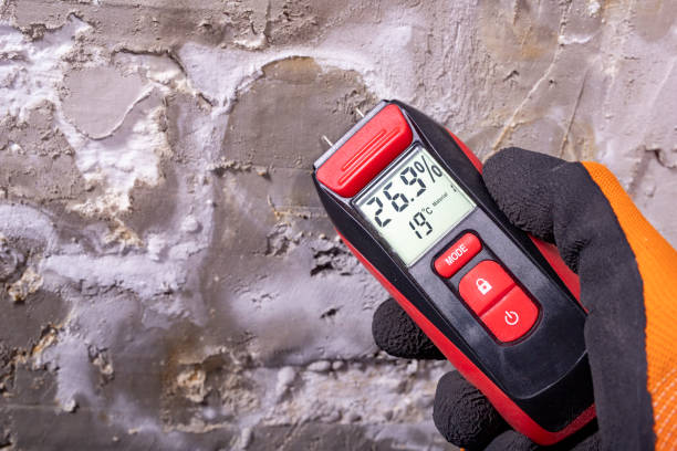 Best Post-Flood Mold Remediation in Mountain Lake, MN
