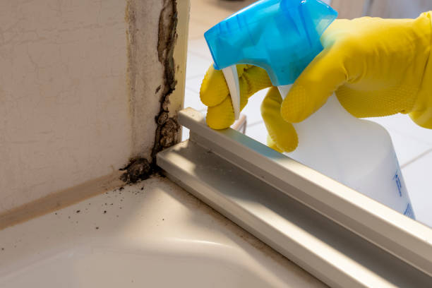 Mountain Lake, MN Mold Remediation Company