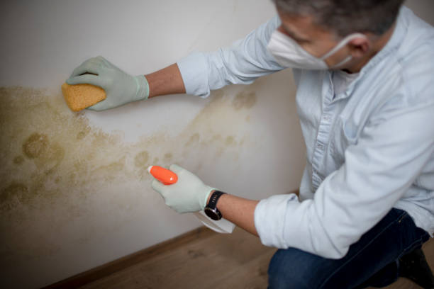 Best Emergency Mold Remediation in Mountain Lake, MN