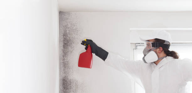 Best Industrial Mold Remediation in Mountain Lake, MN