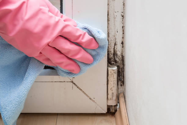 Best Insurance-Related Mold Remediation in Mountain Lake, MN